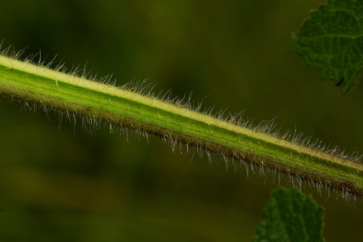 Salvia nilotica Salvia nilotica