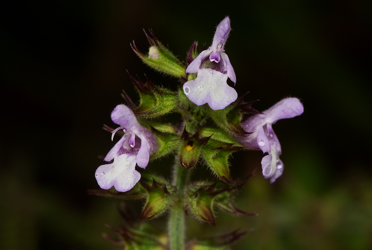 Salvia nilotica Salvia nilotica