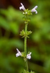 Salvia nilotica
