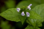 Salvia nilotica