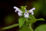 Salvia nilotica