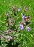 Salvia nilotica