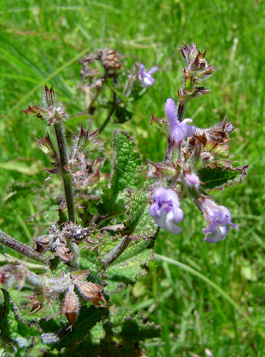 Salvia nilotica Salvia nilotica