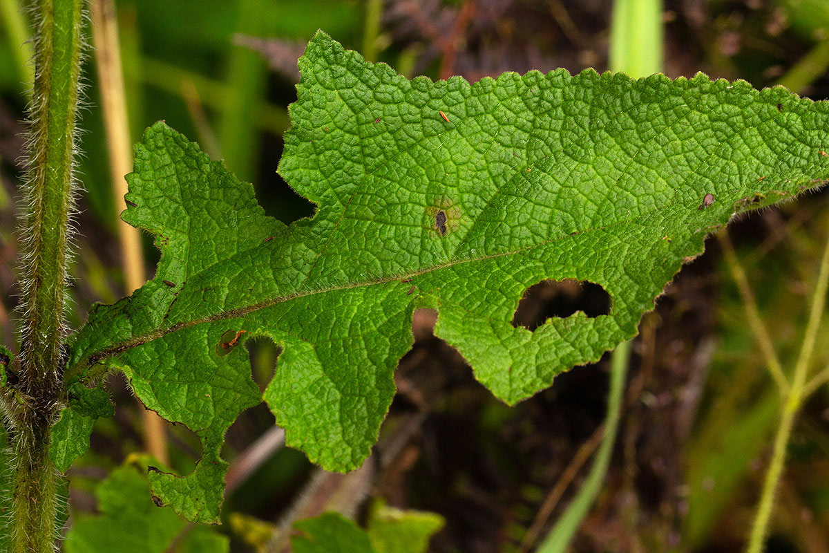Salvia nilotica Salvia nilotica