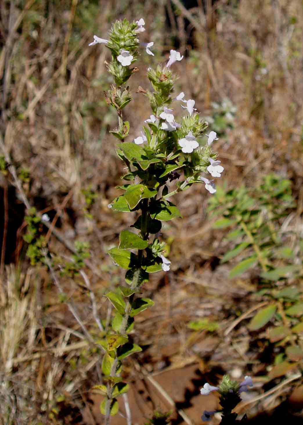Micromeria imbricata var. imbricata Micromeria imbricata var. imbricata
