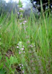 Micromeria imbricata var. imbricata