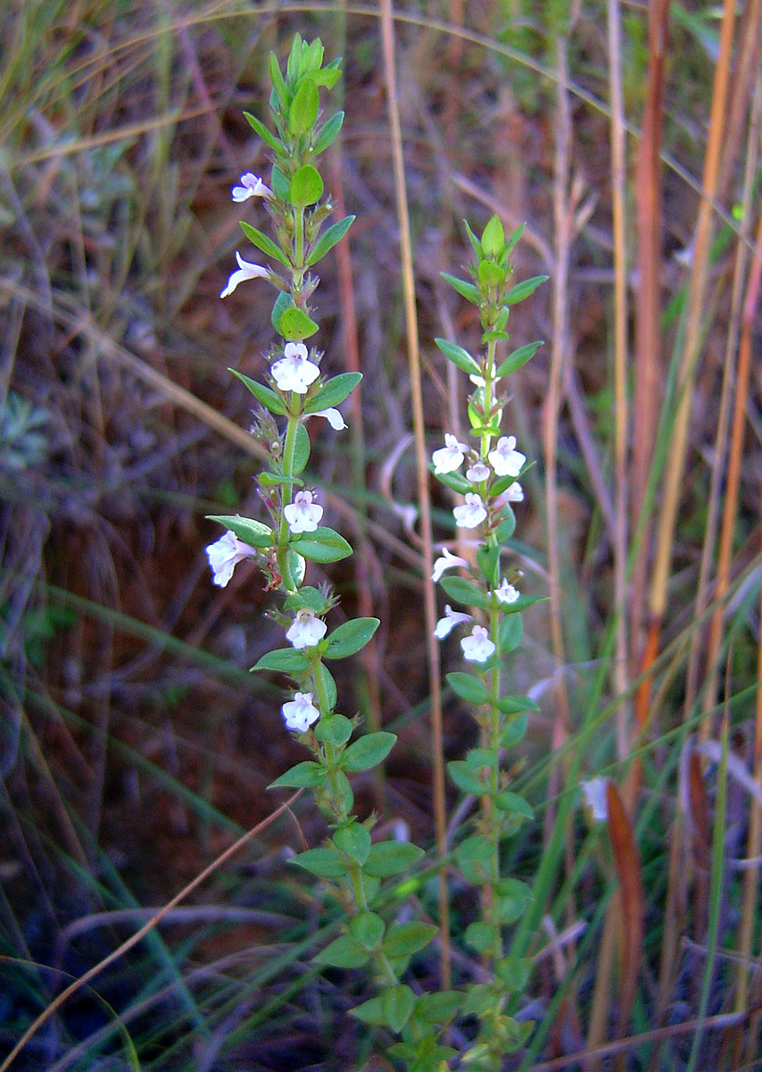 Micromeria imbricata var. imbricata Micromeria imbricata var. imbricata