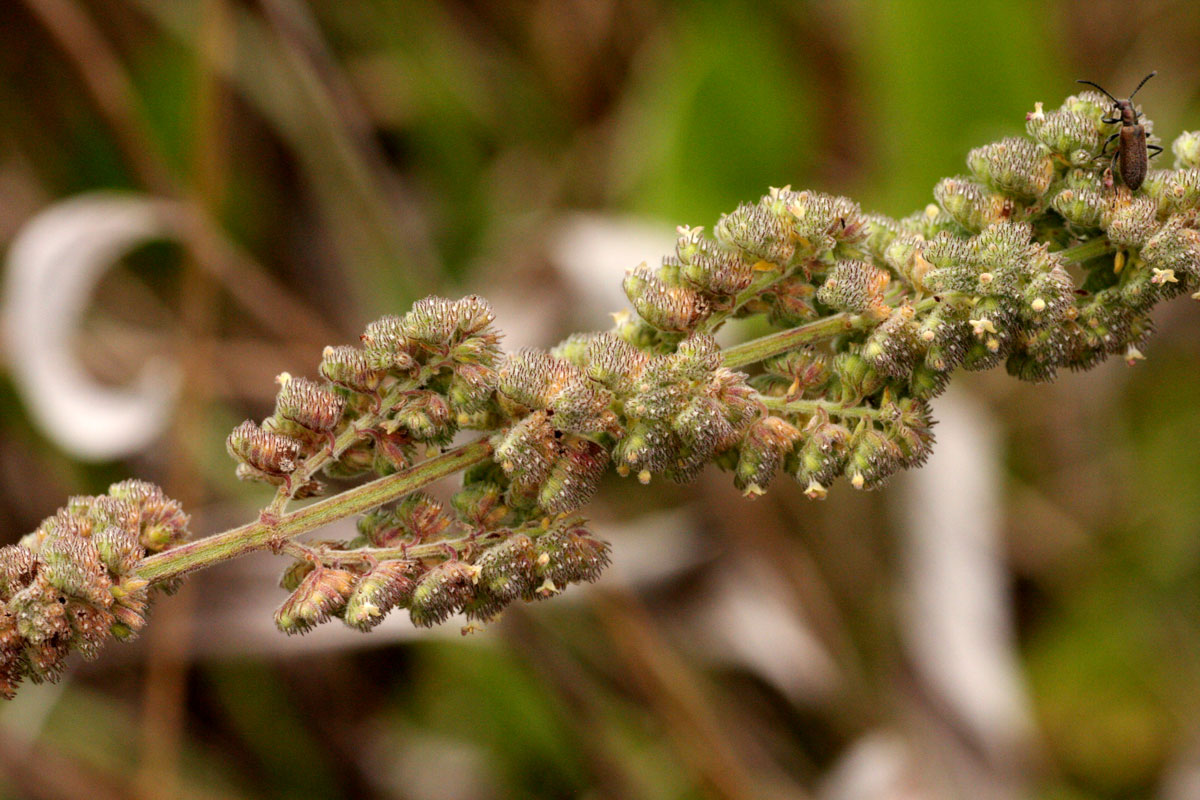 Mesosphaerum pectinatum