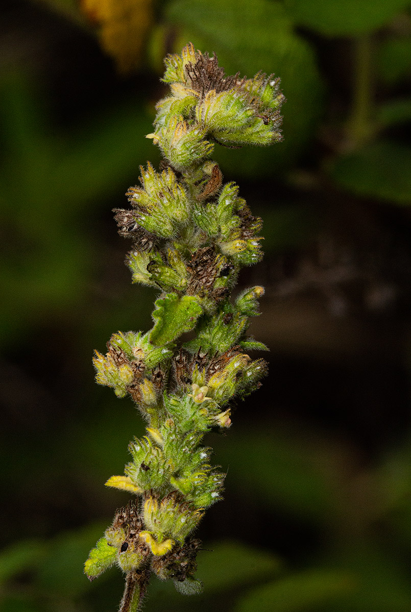Mesosphaerum pectinatum