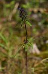 Pycnostachys de-wildemaniana