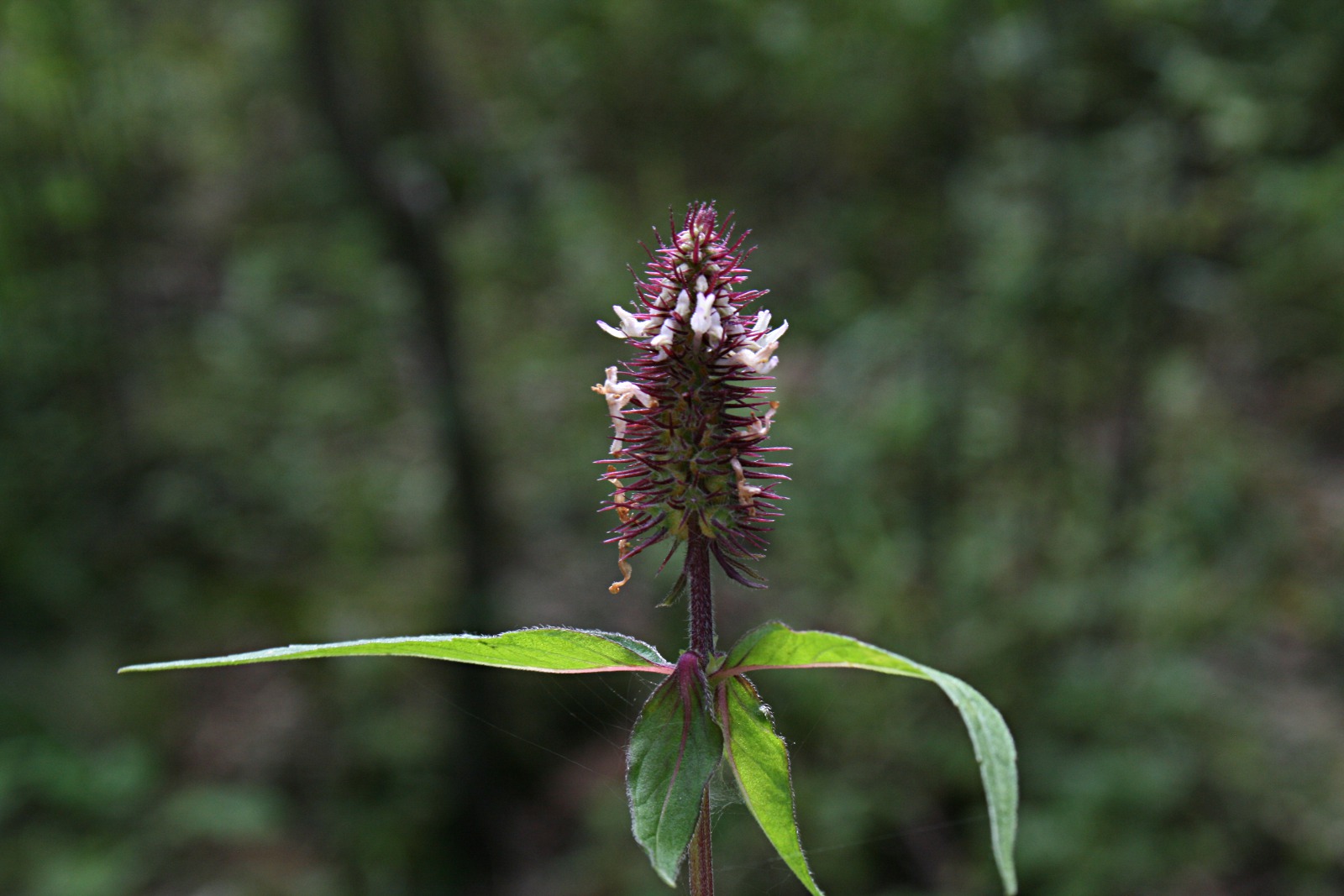 Pycnostachys de-wildemaniana