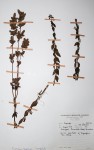 Coleus guerkei