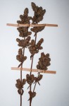 Coleus guerkei