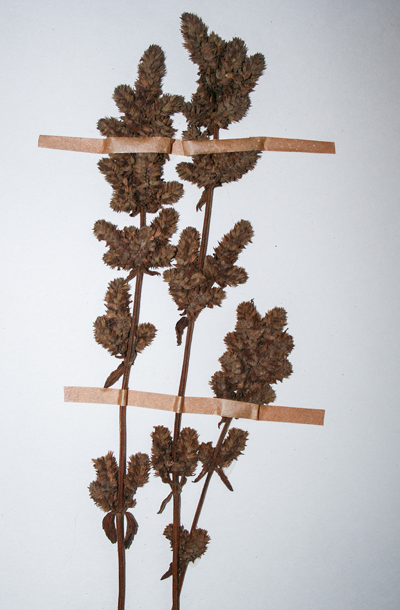 Coleus guerkei