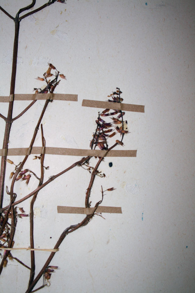 Coleus efoliatus