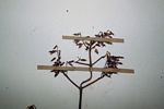 Coleus efoliatus