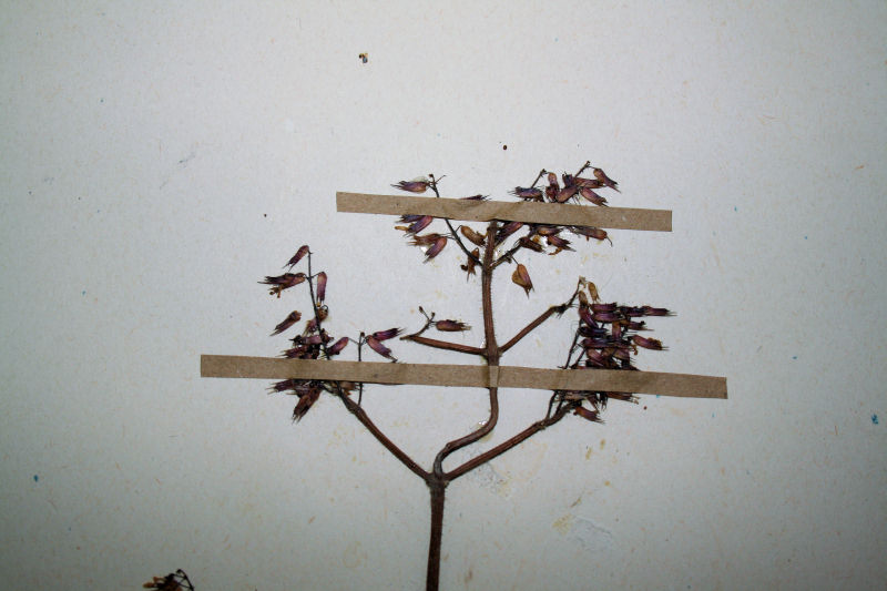 Coleus efoliatus