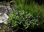 Coleus lanuginosus