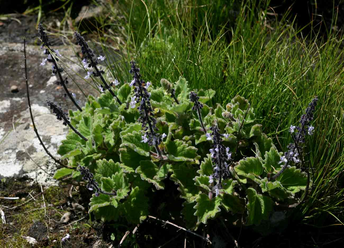 Coleus lanuginosus Coleus lanuginosus