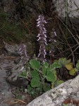Coleus lanuginosus