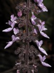 Coleus lanuginosus