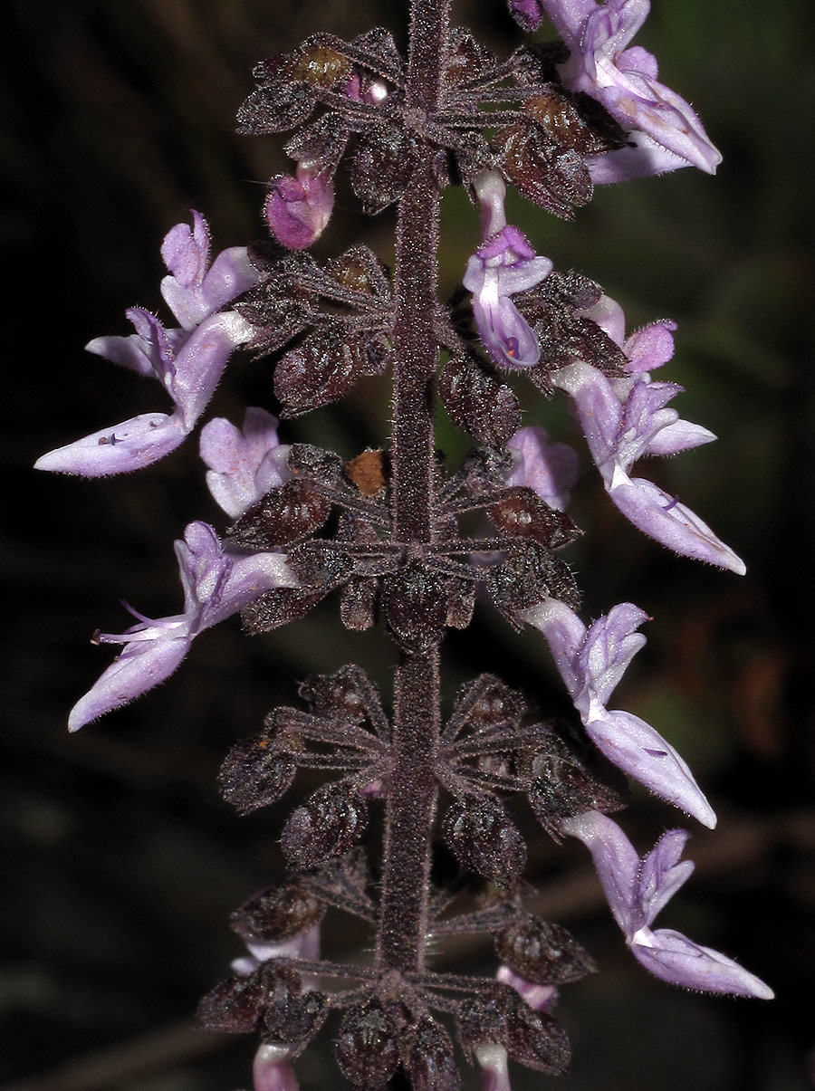 Coleus lanuginosus Coleus lanuginosus