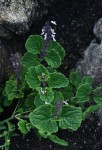 Coleus lanuginosus