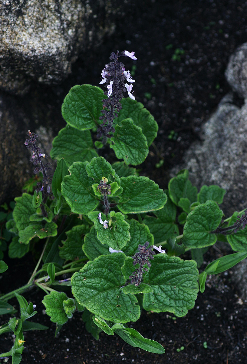 Coleus lanuginosus Coleus lanuginosus