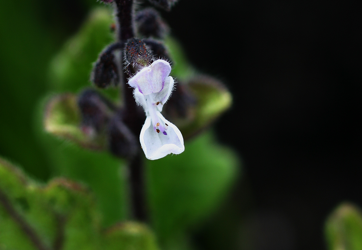 Coleus lanuginosus Coleus lanuginosus