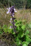 Coleus lanuginosus