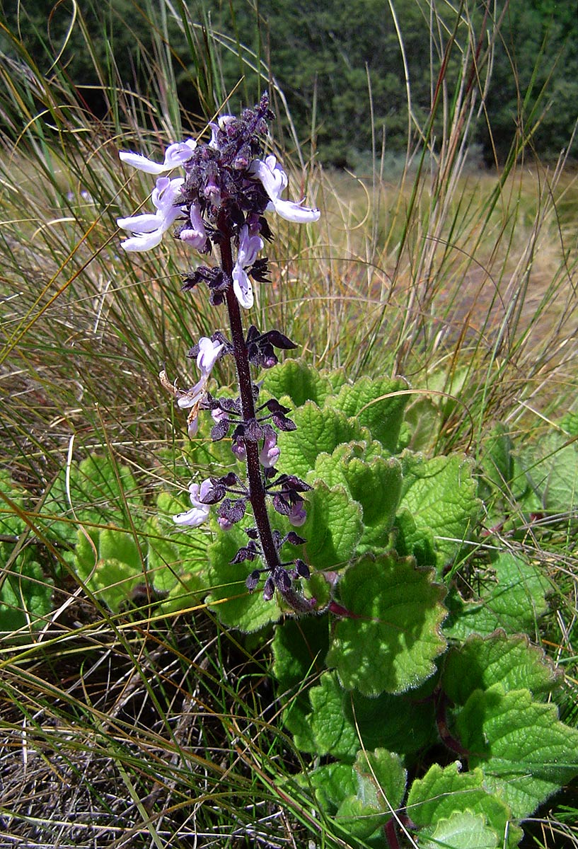 Coleus lanuginosus Coleus lanuginosus