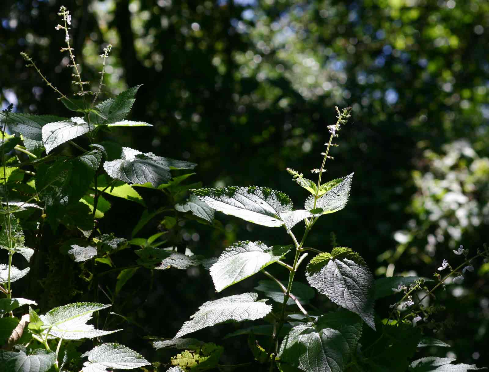 Equilabium laxiflorum