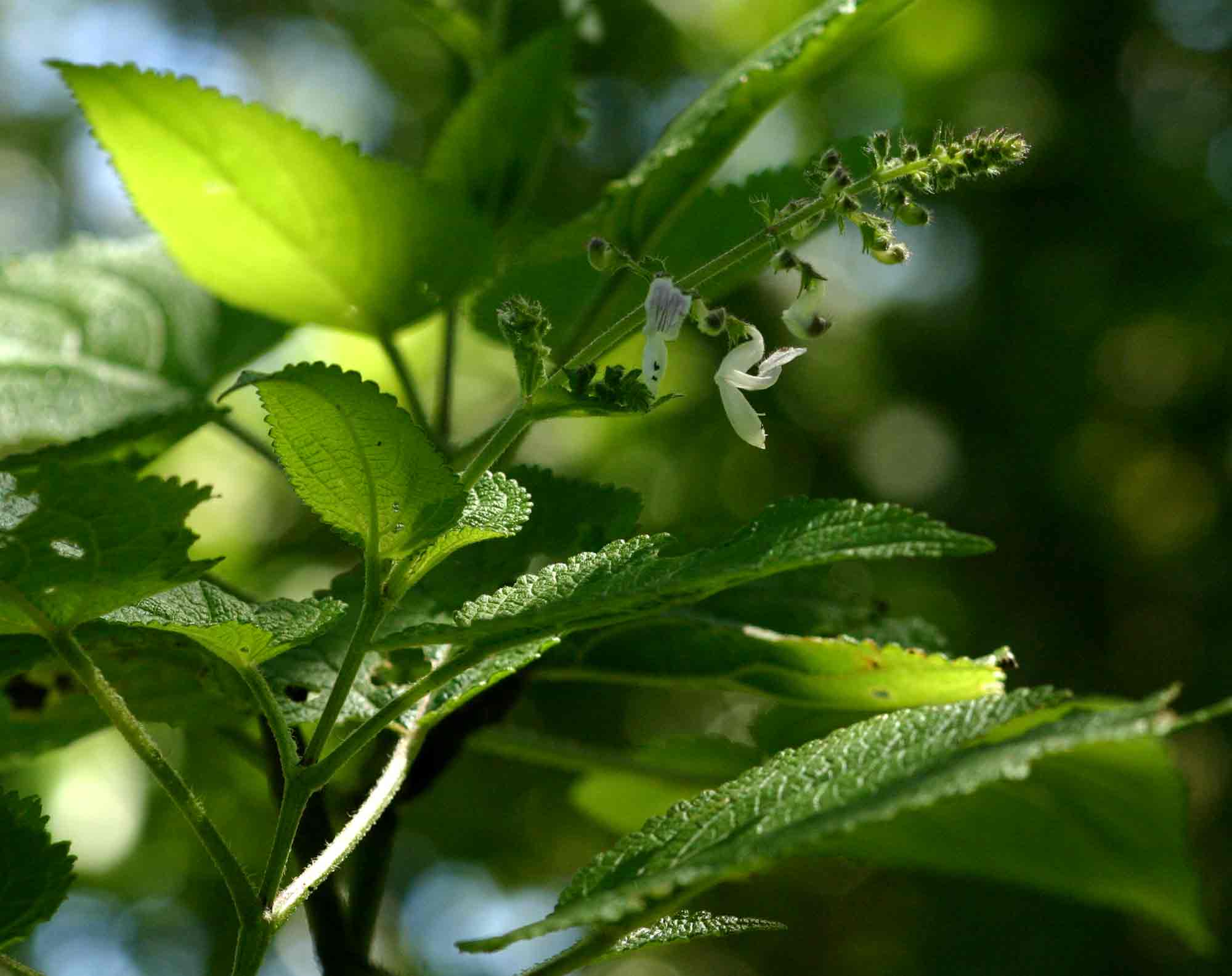 Equilabium laxiflorum Equilabium laxiflorum