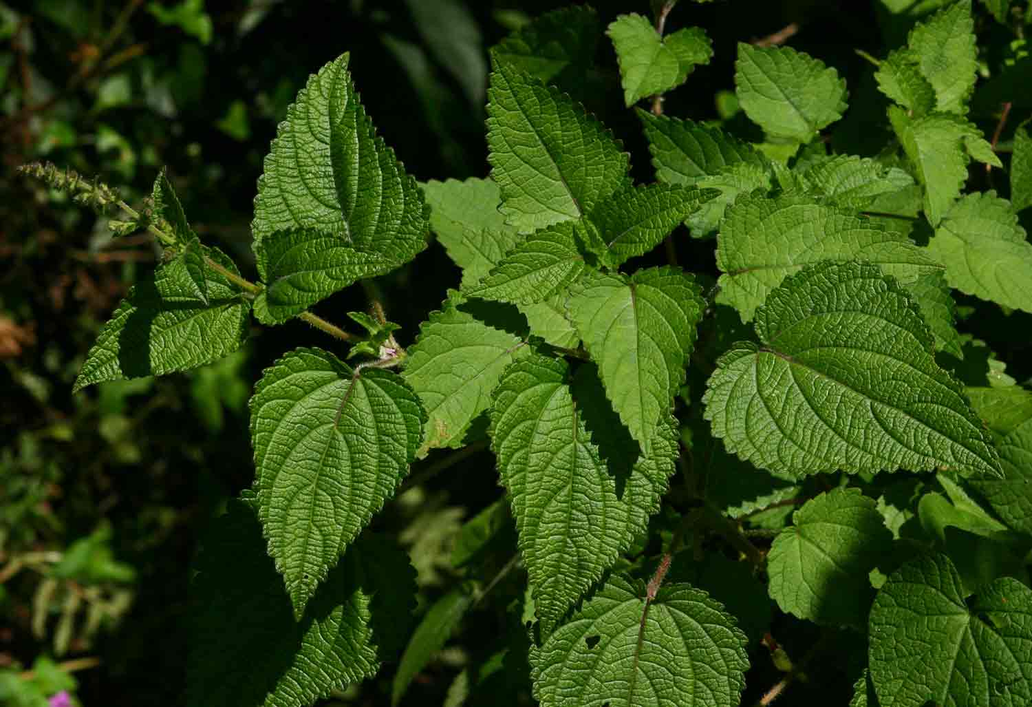 Equilabium laxiflorum Equilabium laxiflorum