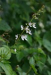 Equilabium laxiflorum