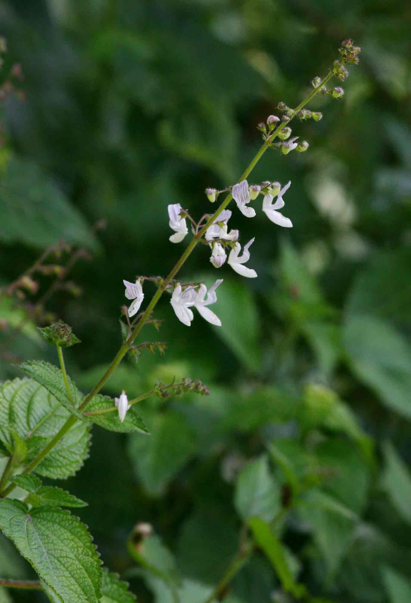 Equilabium laxiflorum Equilabium laxiflorum