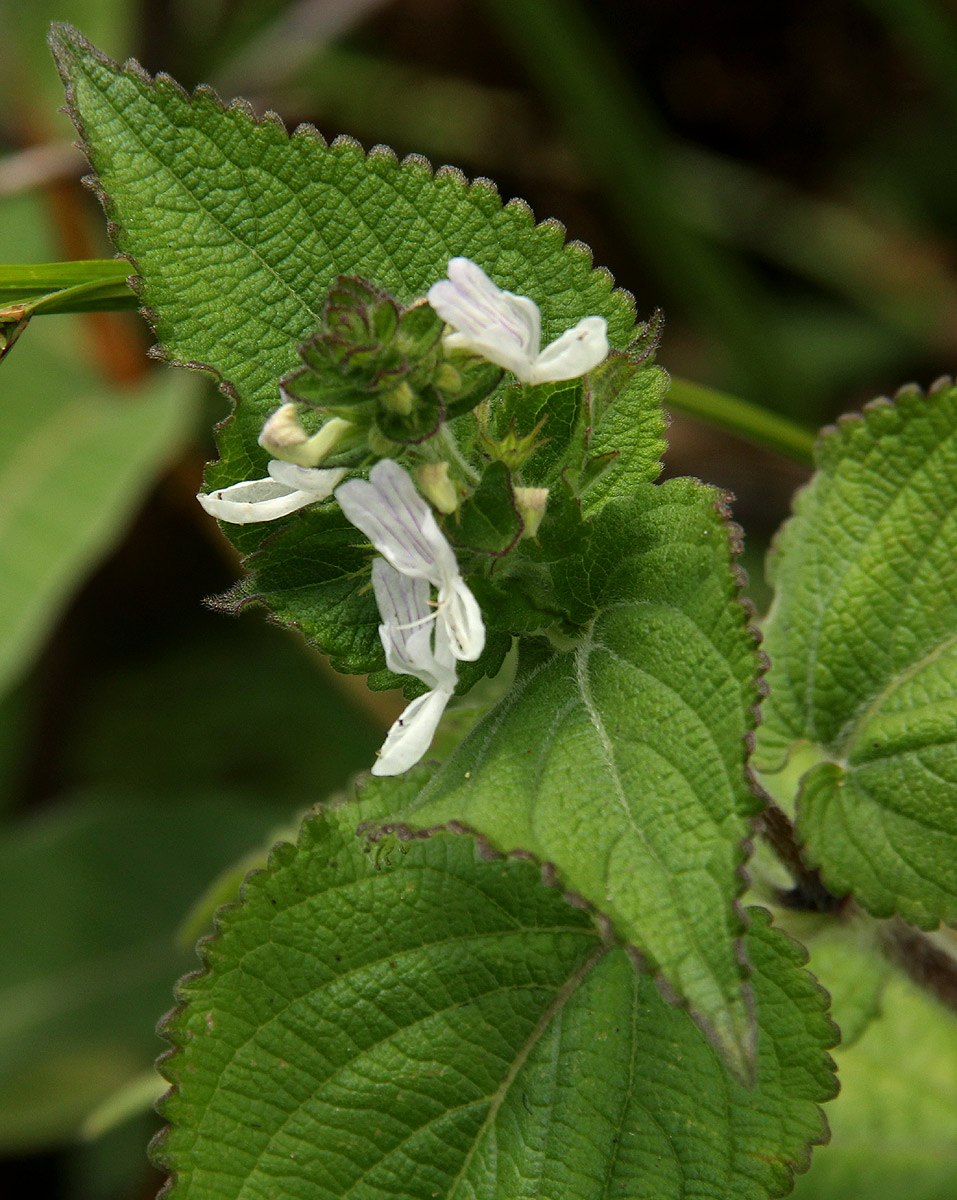 Equilabium laxiflorum Equilabium laxiflorum