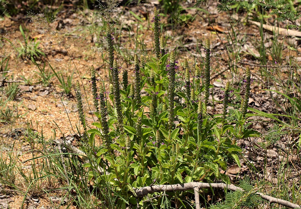 Coleus neochilus Coleus neochilus