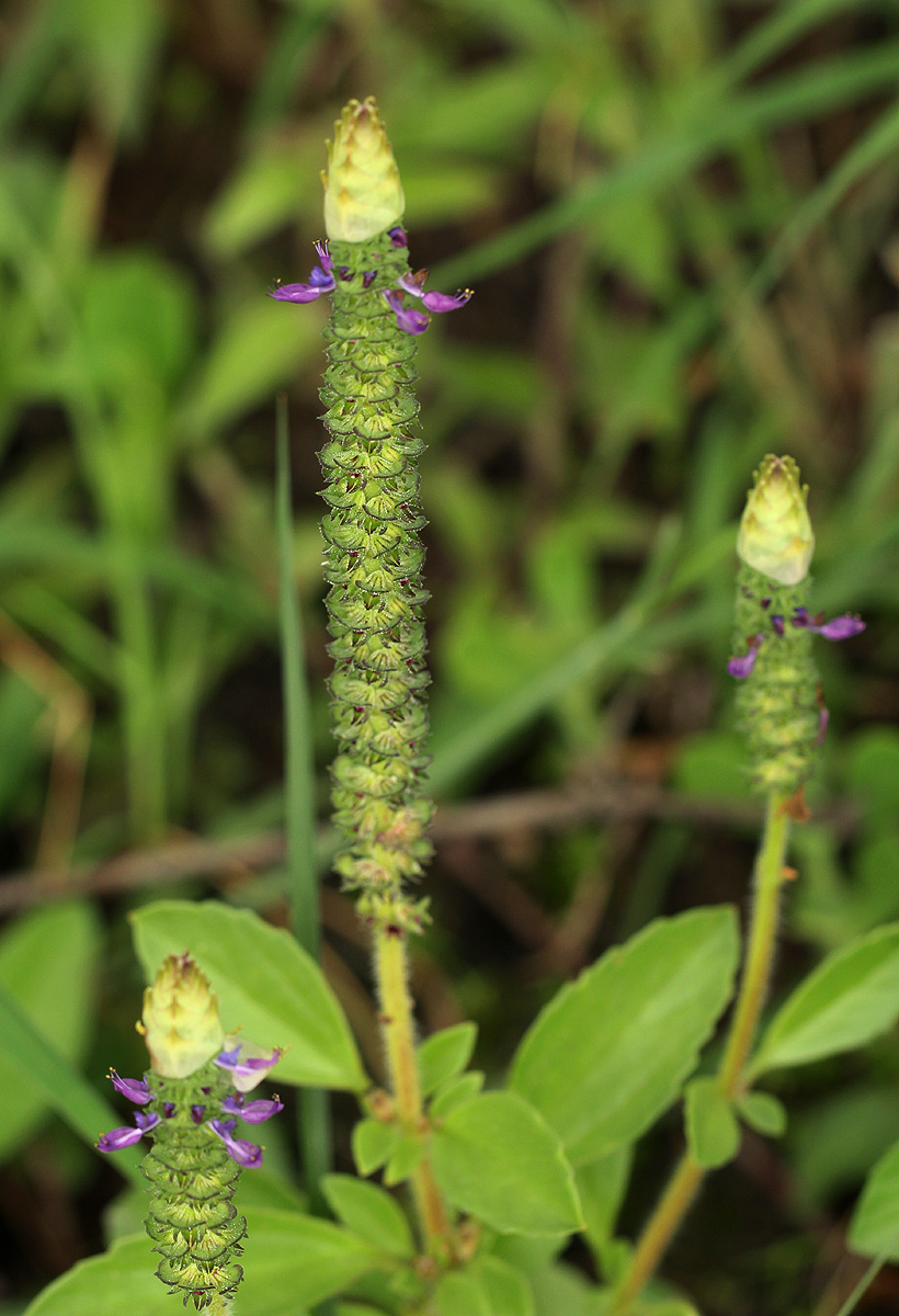 Coleus neochilus Coleus neochilus