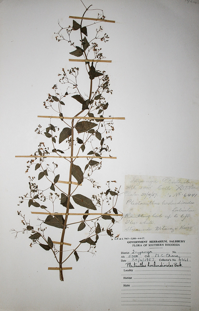 Isodon ramosissimus Isodon ramosissimus