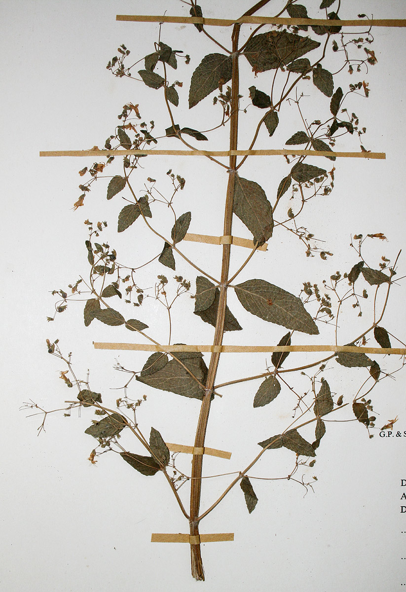 Isodon ramosissimus Isodon ramosissimus