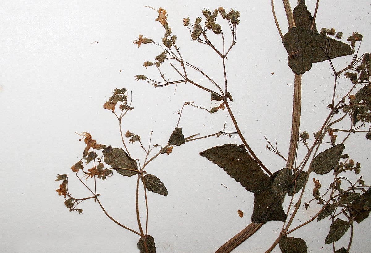 Isodon ramosissimus Isodon ramosissimus