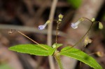 Coleus rhodesianum