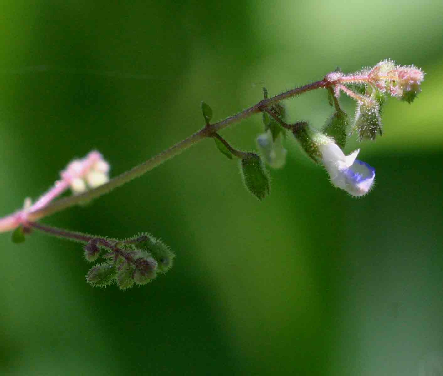 Coleus rhodesianum