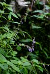 Coleus bojeri