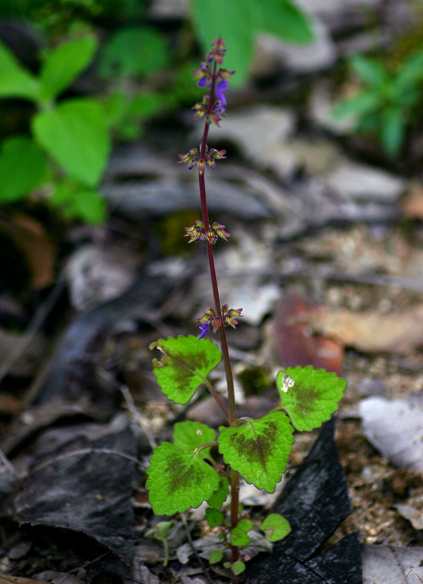 Coleus bojeri