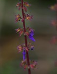Coleus bojeri