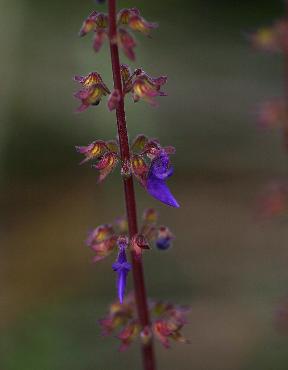 Coleus bojeri