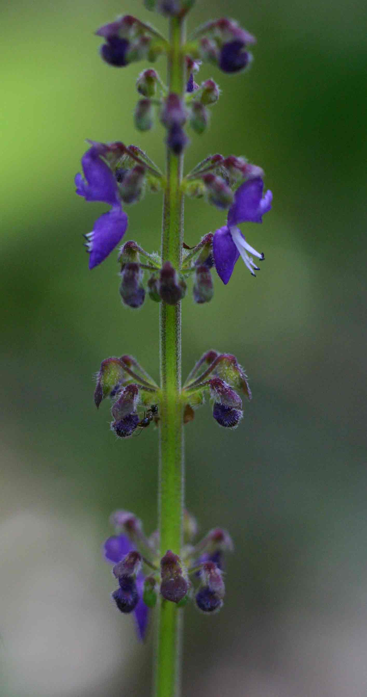 Coleus bojeri