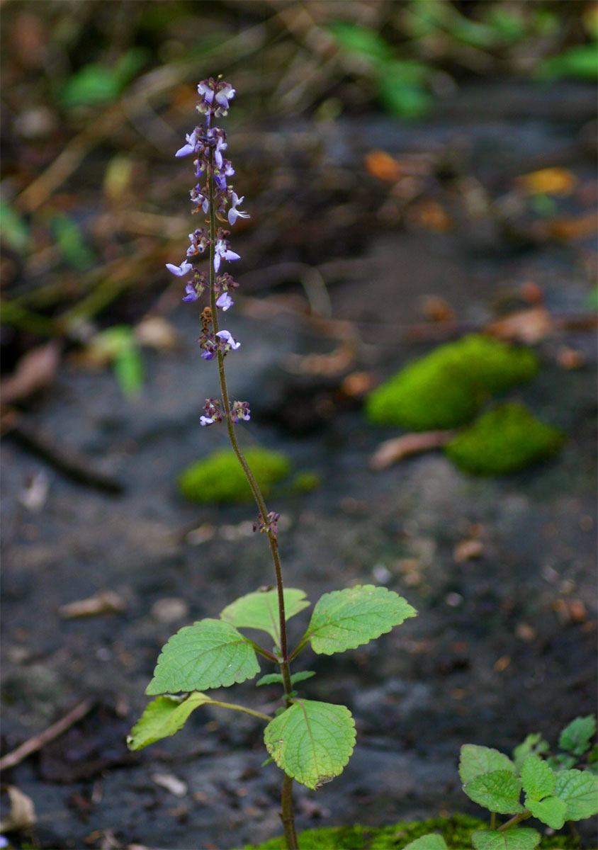 Coleus bojeri